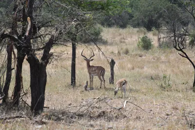 DSC_4020 (Large).JPG